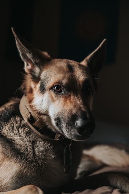 Understanding Service Dog Laws