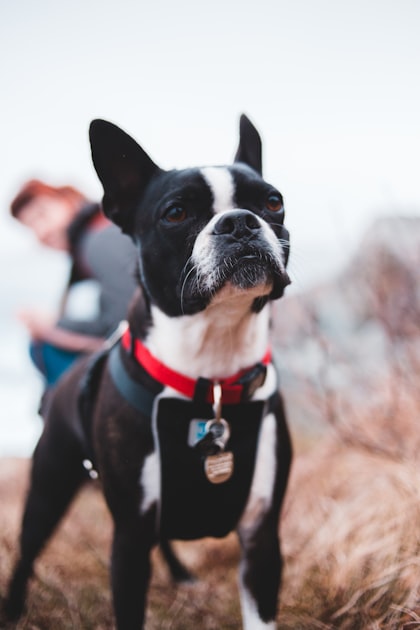 The Best Breeds for Service Dogs