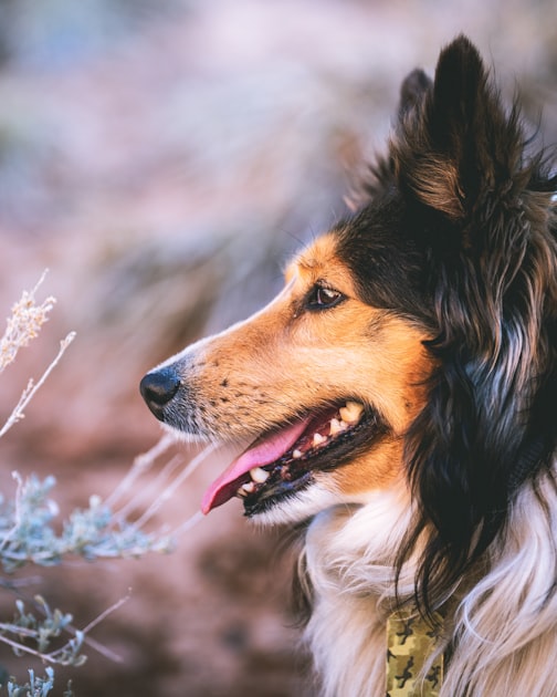 Caring for Your Service Dog
