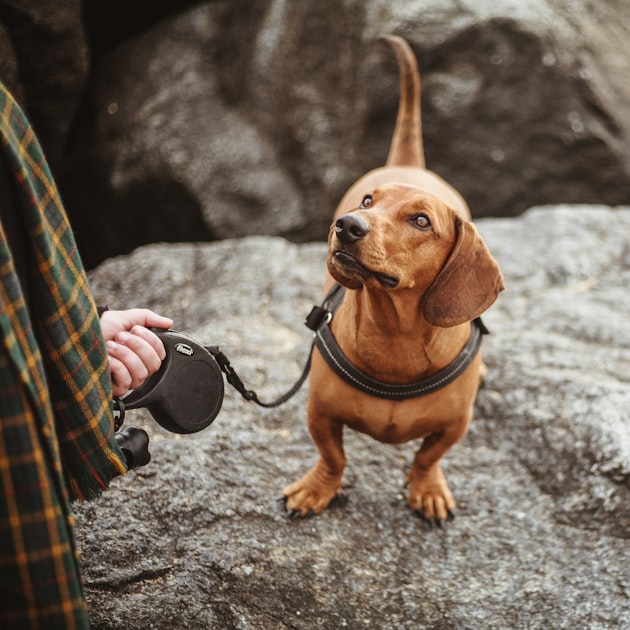 Choosing the Right Service Dog